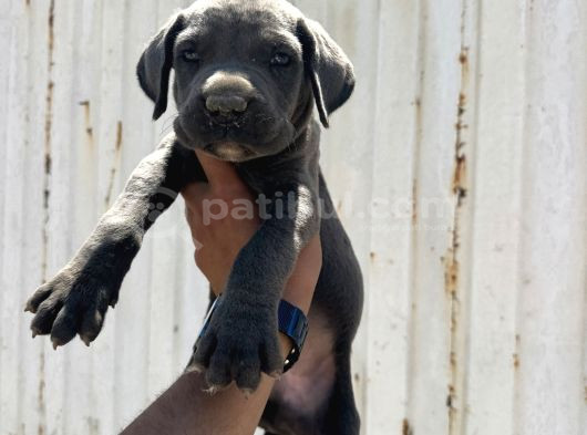 Dev Blue Cane Corsa Bebek