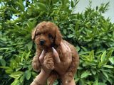 SAF KAN YÜKSEK KALİTE TOY POODLE YAVRULARIMIZ