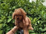 Saf Kan Yüksek Kali̇te Toy Poodle Yavrularimiz