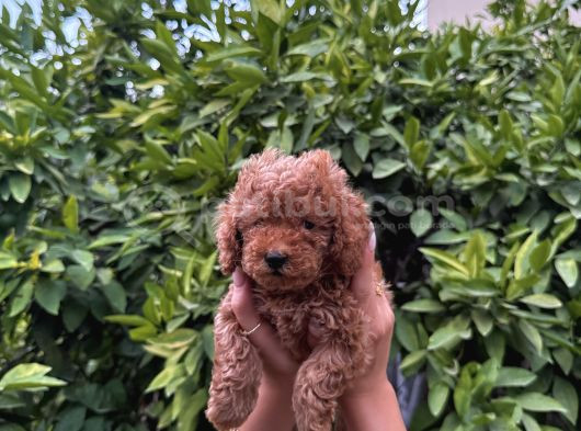 Saf Kan Yüksek Kali̇te Toy Poodle Yavrularimiz görsel