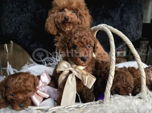Toy Poodle Red Brown Yavrularımız görsel