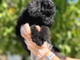 Siyah Toy Poodle Yavrularımız