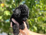 Siyah Toy Poodle Yavrularımız