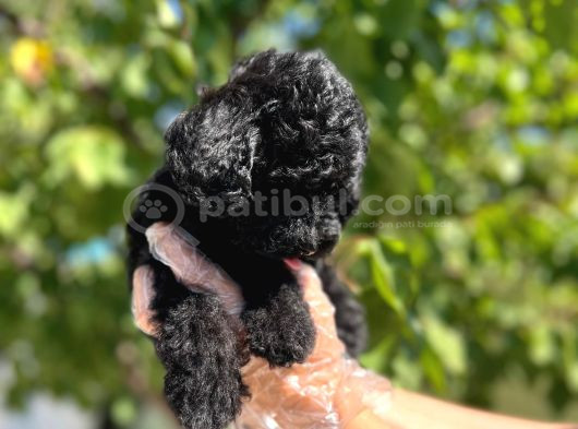 Siyah Toy Poodle Yavrularımız görsel