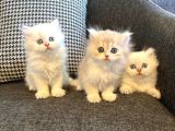 İnanılmaz Güzellikte Blue Point British Longhair