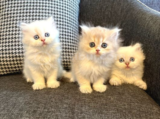 İnanılmaz Güzellikte Blue Point British Longhair görsel
