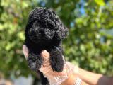 Siyah toy poodle yavrularımız