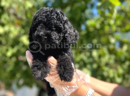 Siyah Toy Poodle Yavrularımız