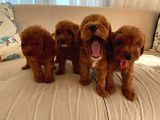 Mini Boy Kırmızı maltipoo Yavrularım