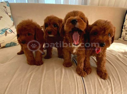 Mini Boy Kırmızı Maltipoo Yavrularım