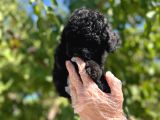 Siyah Toy Poodle Yavrularımız