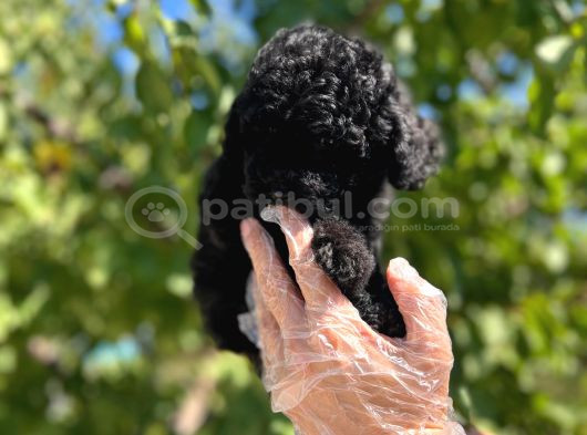 Siyah Toy Poodle Yavrularımız görsel