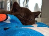 Nadir Bulunan Cinnamon British Shorthair