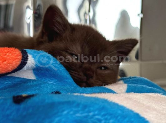Nadir Bulunan Cinnamon British Shorthair görsel