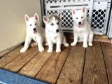 Safkan Husky Sibirya Kurdu Yavrularımız