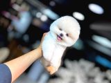Orji̇nal Teacup Pomerani̇an Boo