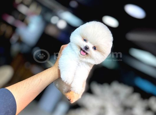 Orji̇nal Teacup Pomerani̇an Boo görsel