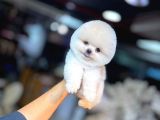 ORJİNAL TEACUP POMERANİAN BOO