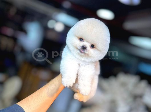 Orji̇nal Teacup Pomerani̇an Boo