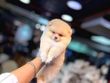 Pomerani̇an Boo Yavrumuz