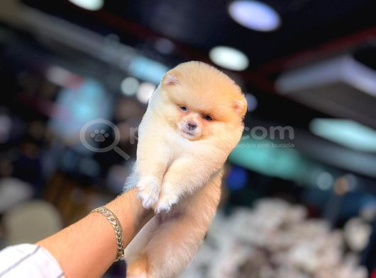 Pomerani̇an Boo Yavrumuz görsel