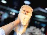 Pomerani̇an Boo Yavrumuz