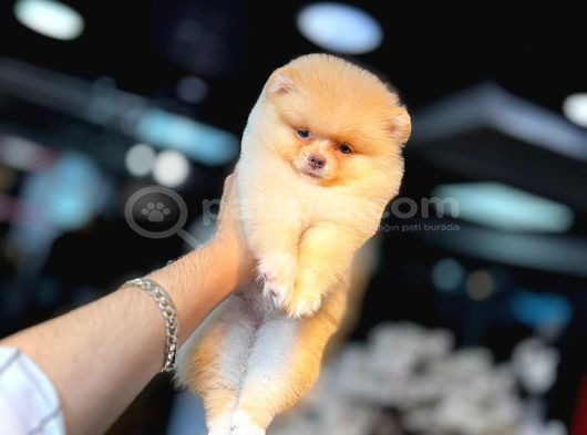 Pomerani̇an Boo Yavrumuz görsel