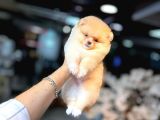POMERANİAN BOO YAVRUMUZ