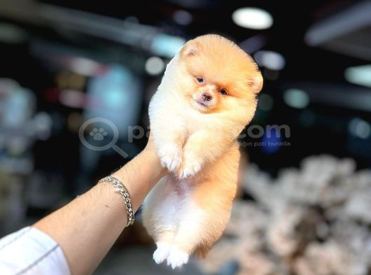 Pomerani̇an Boo Yavrumuz