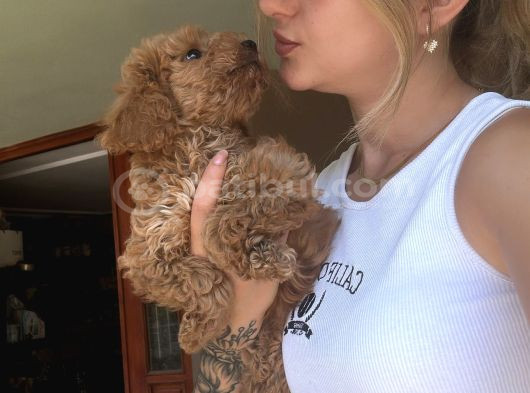 Toy Poodle Yavrular görsel