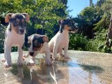 Kısa Kuyruk Kısa Bacak Jack Russel Terrier