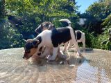 Kısa Kuyruk Kısa Bacak Jack Russel Terrier