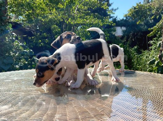 Kısa Kuyruk Kısa Bacak Jack Russel Terrier görsel