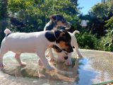 Kısa Kuyruk Kısa Bacak Jack Russel Terrier