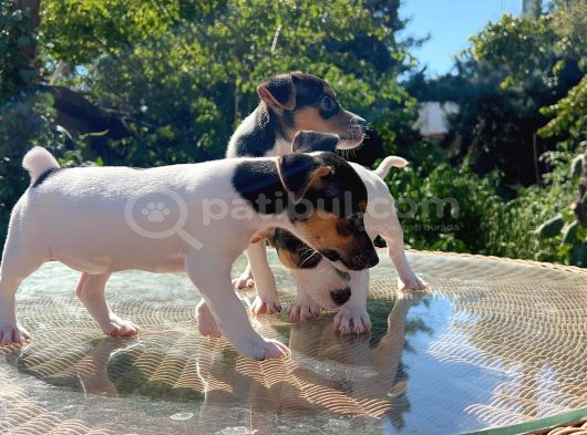 Kısa Kuyruk Kısa Bacak Jack Russel Terrier görsel