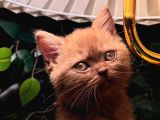 Nadir Bulunan Cinnamon British Shorthair