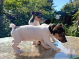 Kısa Kuyruk Kısa Bacak Jack Russel Terrier