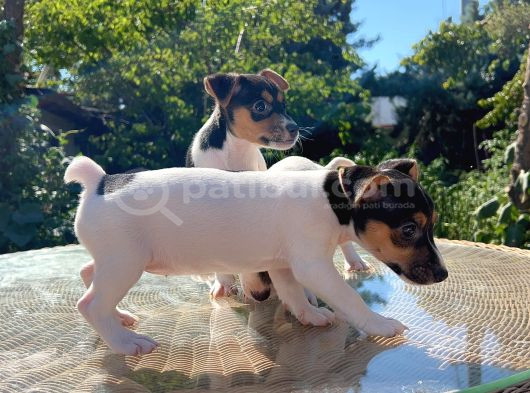 Kısa Kuyruk Kısa Bacak Jack Russel Terrier görsel