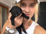 Toy Poodle Yavrular