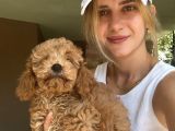 Toy Poodle Yavrular