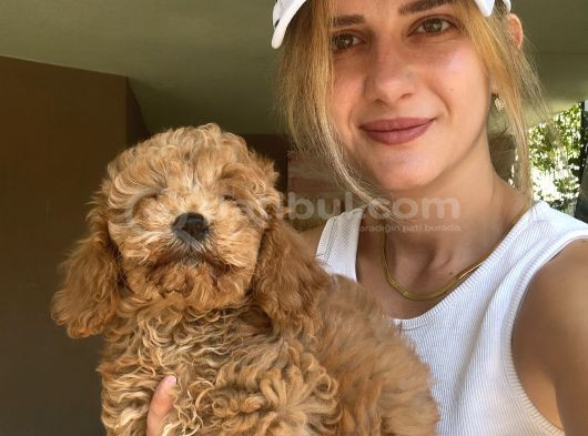 Toy Poodle Yavrular görsel