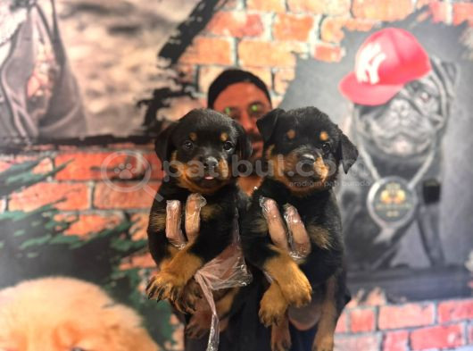 En Kaliteli Rottweiler Bebekler görsel