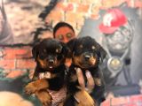 En kaliteli rottweiler bebekler