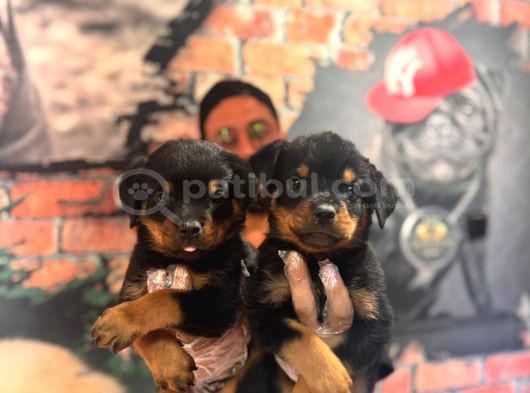 En Kaliteli Rottweiler Bebekler
