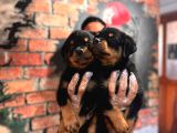En Kaliteli Rottweiler Bebekler