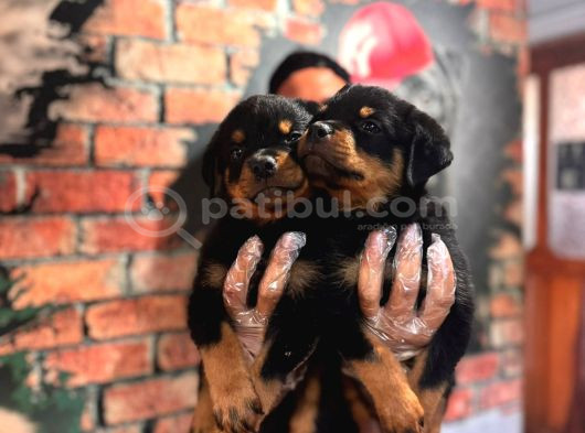 En Kaliteli Rottweiler Bebekler görsel