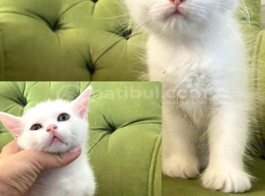 Beyaz Yavru Kediler Dişi Erkek Düzce görsel