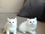 Özel Göz Rengi̇ne Sahi̇p Bri̇ti̇sh Shorthai̇r Yavrularim