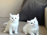 Özel Göz Rengi̇ne Sahi̇p Bri̇ti̇sh Shorthai̇r Yavrularim