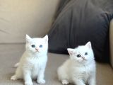 ÖZEL GÖZ RENGİNE SAHİP BRİTİSH SHORTHAİR YAVRULARIM